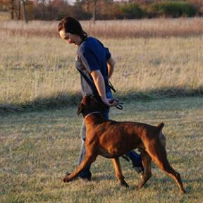 Marlo working Martin off-lead.