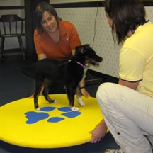 Puppy Pre-school - Balance Board